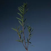 Tea Tree Purifying Tonic